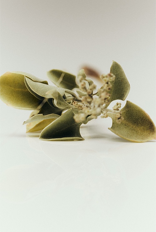 Australian Made Saltbush & Hinoki Wood Room Spray 100ml Australian Made Saltbush & Hinoki Wood Room Spray 100ml