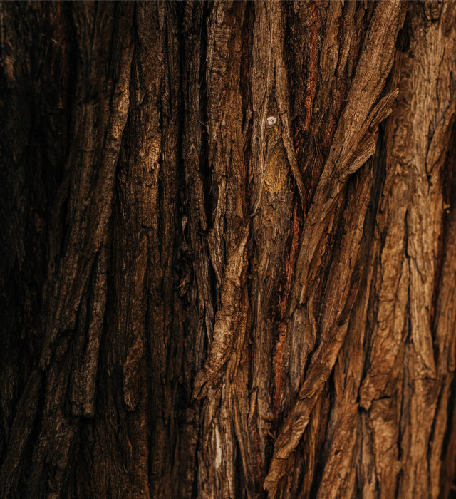 Cellulose