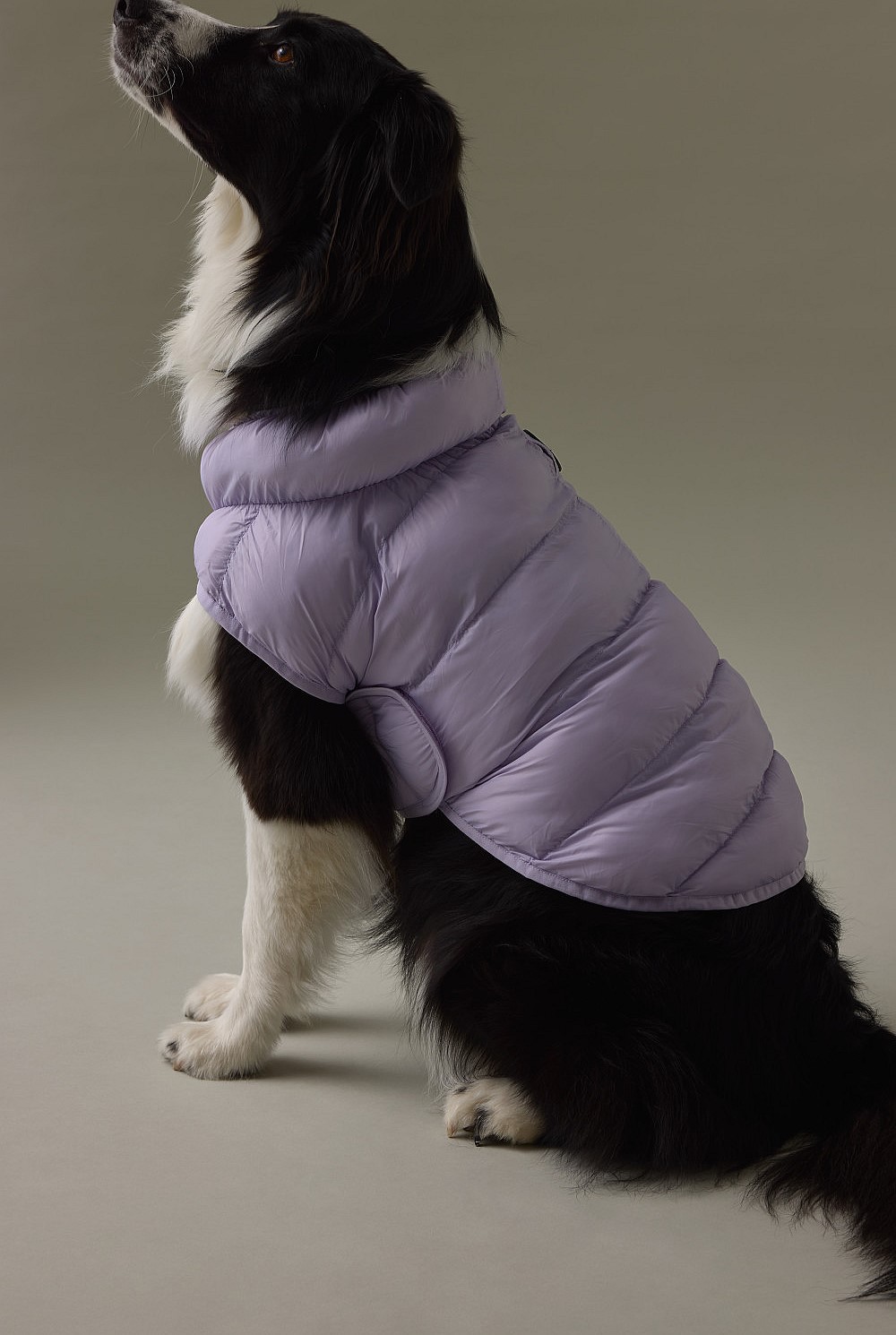 Nylon Balto Pet Puffer